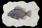 Cockerellites (Priscacara) Fossil Fish - Hanger Installed #88780-1